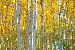 Check out some amazing fall-color photos by Kit Frost, owners of Chase the Light Photography Adventures in Durango, Colorado. (Copyright Kit Frost.) 