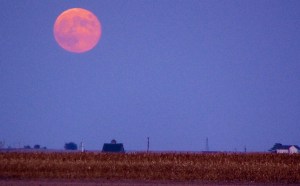 Corn beneath a full Corn Moon. 