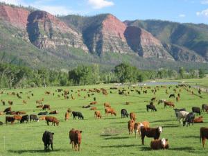 Now, these are happy cows.(Photo by James Ranch.)