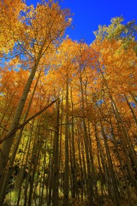 Gold Aspens_in_the_Fall